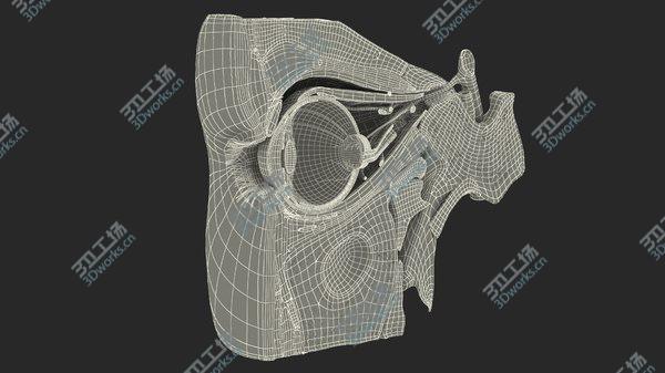 images/goods_img/20210312/3D model Eye Anatomy Cross-Section Right/3.jpg
